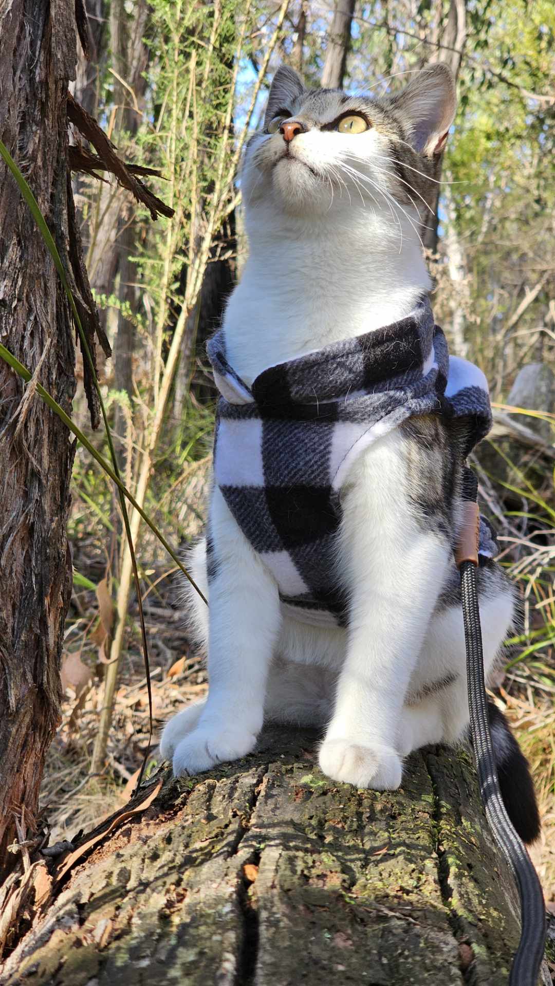 Portrait of a woman with brown hair on a flat gray background.